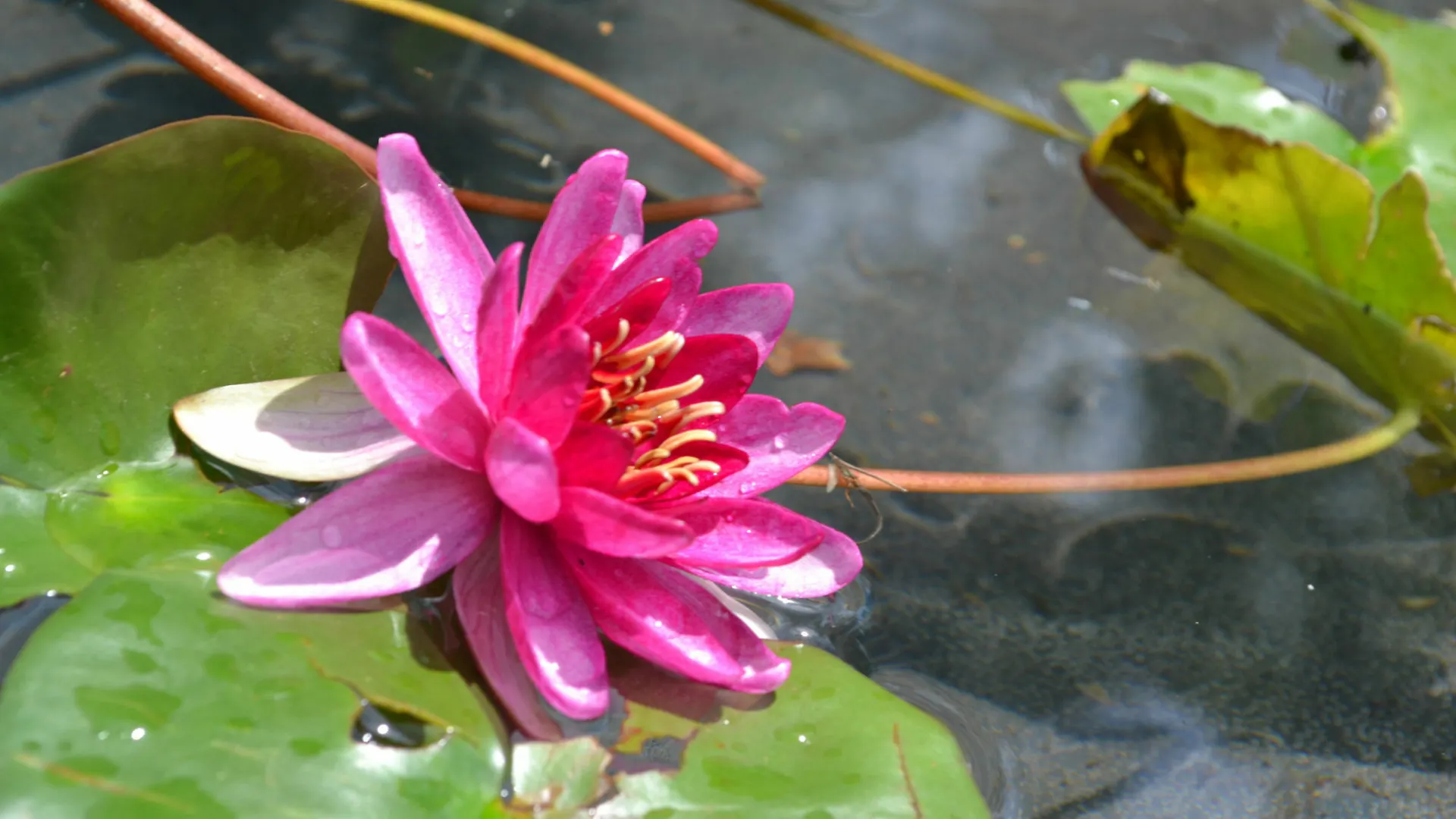 The Lily Pad At Byron Bay Apartment