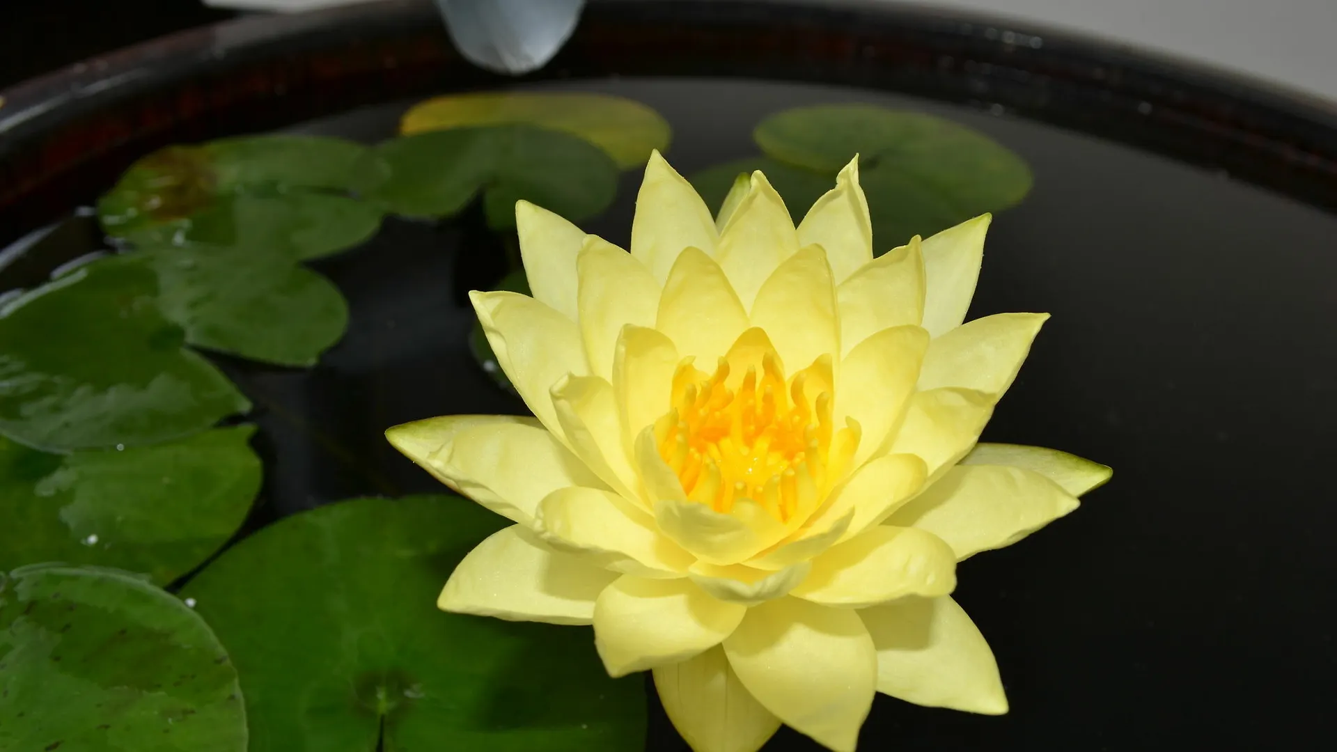 The Lily Pad At Byron Bay Apartment