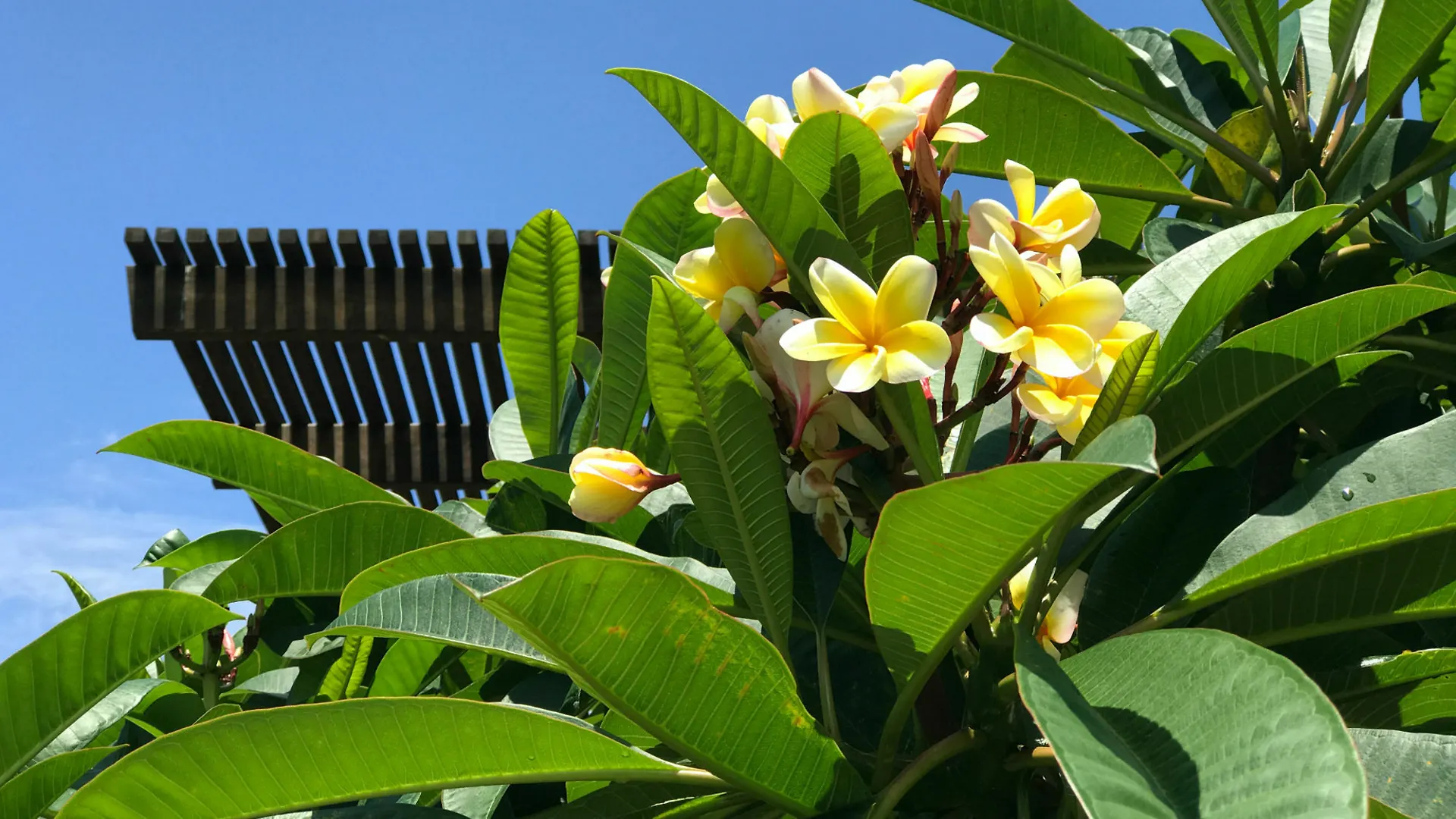 The Lily Pad At Byron Bay Apartment